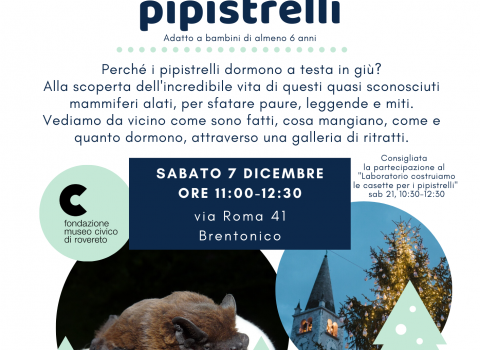 Laboratori alla scoperta dei pipistrelli