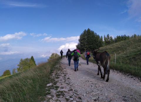 Trekking con gli asini nel Parco Naturale Locale Monte Baldo