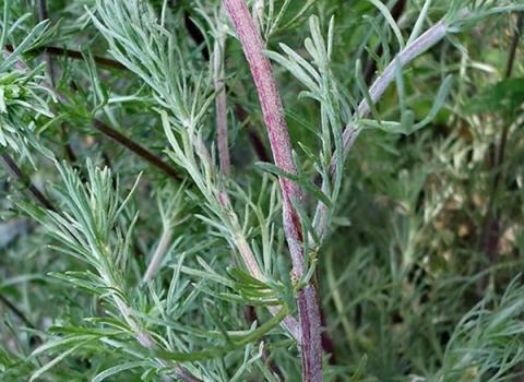 Artemisia di campo