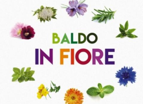 Baldo in fiore
