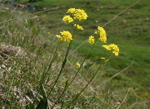 Biscutella montanina (foto di Sandro Zanghellini)  Biscutella montanina