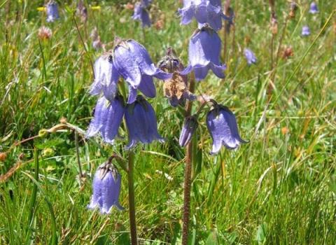 Campanula barbata