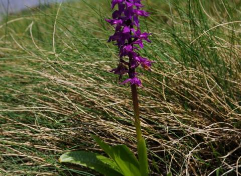 Orchidea maschia