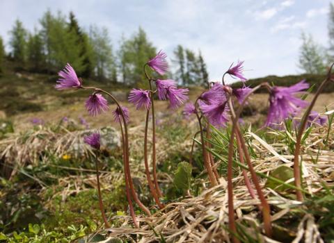 Soldanella alpina