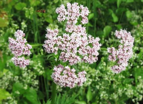 Valeriana officinale