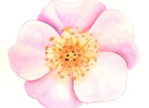 L’alchimia dello speziale: le piante come negli erbari