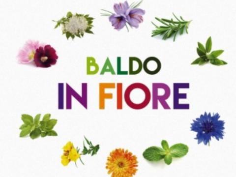 Baldo in fiore