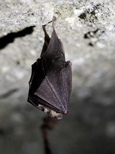 Laboratorio alla scoperta dei pipistrelli