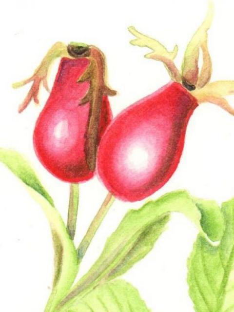 L’alchimia dello speziale: le piante come negli erbari