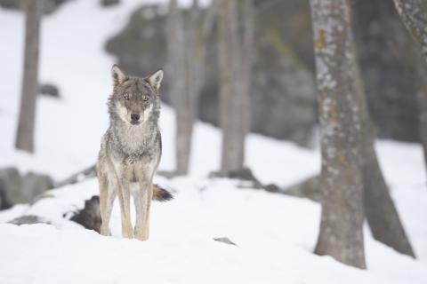 Foto di Francesco Panuello - Archivio Aree Protette Alpi Marittime
